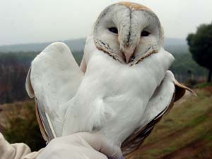 Tedavisi yapılan baykuş, doğaya bırakıldı