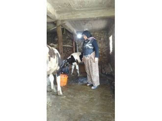 Hac Parası İçin Baktıkları İnek Çalındı