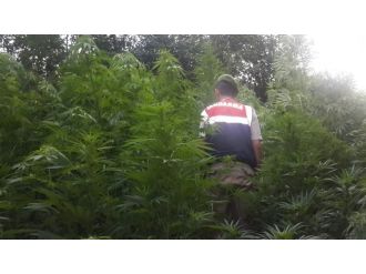 Ormanda Uyuşturucu Operasyonu