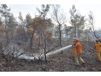 Köyceğiz’de 50 Hektar Orman Kül Oldu