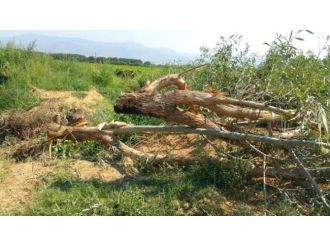 Sarıkız Deresinde Islah Çalışmaları Sürüyor