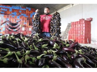 Aydın’da Oyuluyor, Dünyayı Doyuruyor