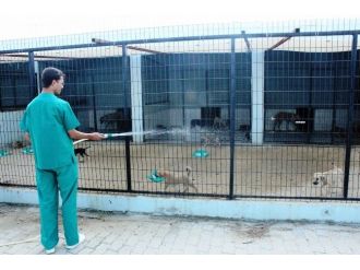 Sıcaktan Bunalan Hayvanlar Su İle Serinletiliyor