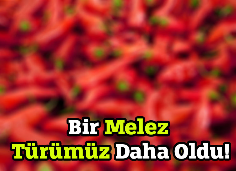 Bir Melez Türümüz Daha Oldu!