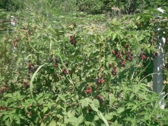 Böğürtlenler Meyvesini Verdi