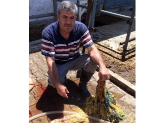 İneğin Karnından 10 Kilo Naylon Çıktı
