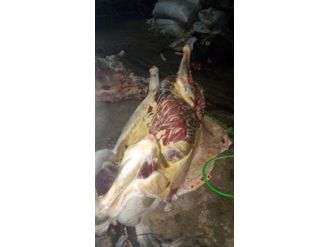 400 Kilo At Eti Ele Geçirildi