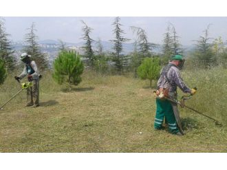 İzmit’in Her Yerinde Tırpan Çalışması Var