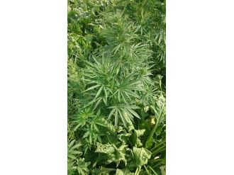 Jandarma Uyuşturucu Tacirlerine Göz Açtırmıyor