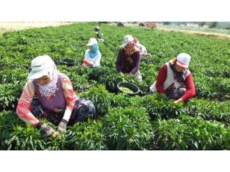 Turşuluk Acı Biber Çiftçileri Sevindirdi