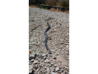 Kızını Isıran Yılanı Av Tüfeği İle Vurdu