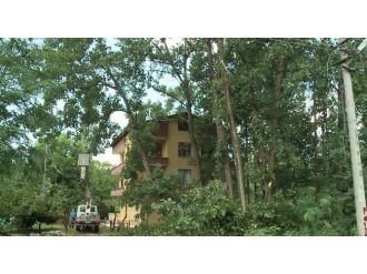 Yangına Sebep Olan Kavak Ağaçları Budandı