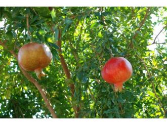 Zivzik Narı Olgunlaştı