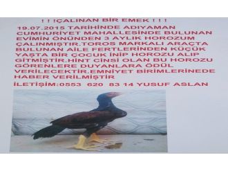 Çalınan Horozunun Başına Ödül Koydu