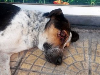 Vicdansızlar Köpeğin Gözünü Patlattı