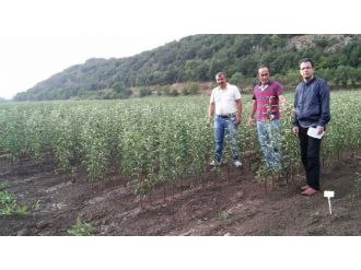 Yerel Elma Çeşitleri Tespit Ediliyor