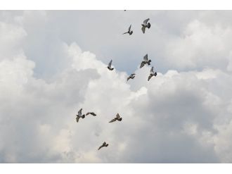 10 Bin Lira Kazandırmak İçin Kanat Çırptılar
