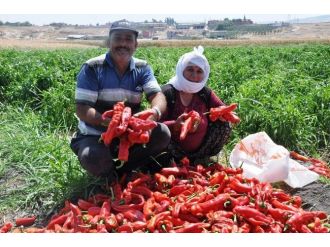Güvercin Gübresi İle Biber Ve Patlıcan Yetiştiriyor
