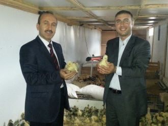 Kars’ta Kaz Yetiştiriciliği Destekleniyor