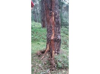 Çorum’da Ormanlık Alanda Yangın