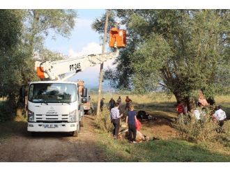 Bolu’da Elektrik Akımına Kapılan 4 İnek Telef Oldu