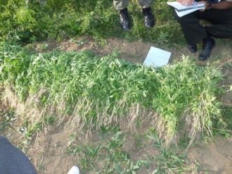 Bayburt’ta Kaçak Hint Keneviri Ele Geçirildi