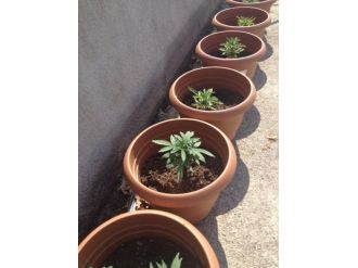 Manavgat Jandarmadan Uyuşturucuya Af Yok