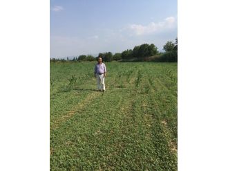 Mısır Ekip Semiz Otu Biçen Çiftçi Şaşkına Döndü