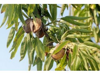 Ceyhan’da Badem Hasadı Başladı