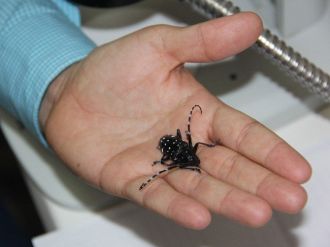 Kartal Belediyesi’nden Vatandaşlara Turunçgil Böceği Uyarısı