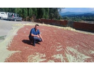 Alaplı’da Tüccar Fındık Fiyatını Açıkladı