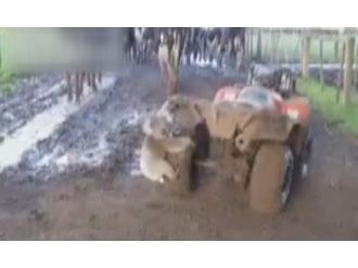 Sevimli Koalanın İlginç Tutkusu