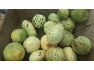 Karpuz Çekirdeği Yetiştiriciliğine Rağbet Arttı