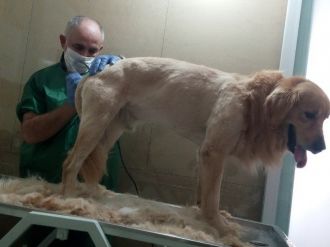 Kayıp Köpek ’Hektor’u Bulana Para Verecek