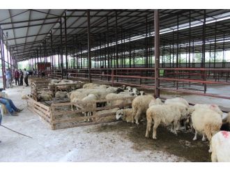 Kurban Bayramı Hareketliliği Başladı