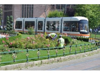 Taşbaşı Önünde Güller Açıyor