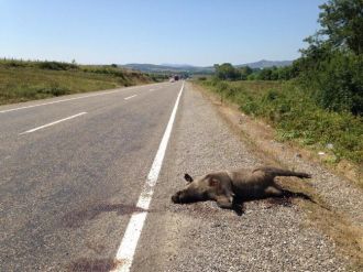 Otomobilin Çarptığı Domuz Telef Oldu