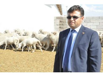 (Özel Haber) Türk Toplumu Koyun Etinden Vazgeçti