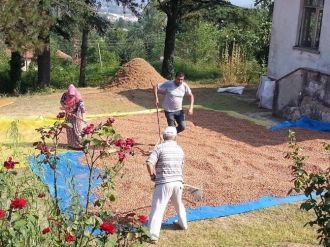 Fındık Harmanda Kurutulmaya Bırakıldı