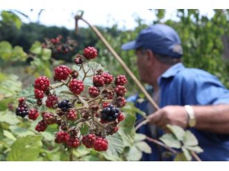 Kırklareli’de Vatandaşlar Böğürtlen Toplamaya Başladı