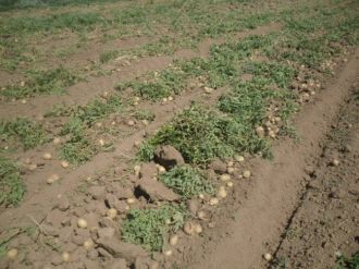 Tohumluk Patateslerin Hasadına Başlandı