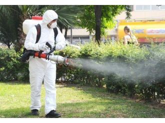 Eyüp’te Teke Böceğine Karşı Önlemler Alınıyor