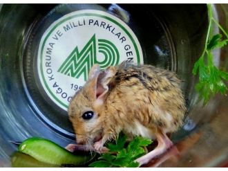 Iğdır’da Arap Tavşanı Şaşkınlığı