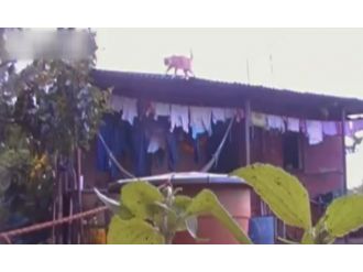 Zavallı Kediye Kötü Şaka