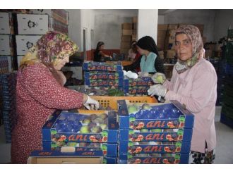 (Özel Haber) Kraliyet Meyvesinin Hasadı 6 Liradan Başladı