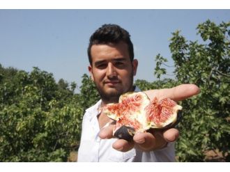 Kraliyet Meyvesinin Hasadı 6 Liradan Başladı