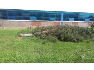 Tofaş Otomobil Fabrikası’nda Yeni Bant İçin Çam Ağaçları Kesildi