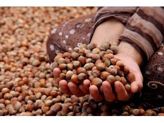 Fındıkta Toplama Ve Kurutma İşlemleri Sürüyor