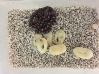 Uysal Yılan 6’ız Yumurtladı