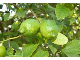 Muğla’da Limon İhalesi Yapıldı